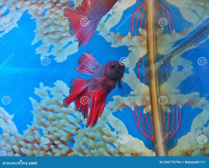 Siamese Fighting Fish (Betta splendens) freshwater aquarium fish Stock ...