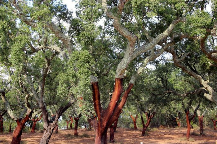 Cinnamon Tree