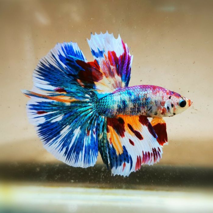 Best places to buy betta fish online - AZ Big Media Best places to buy betta fish online - AZ Big Media