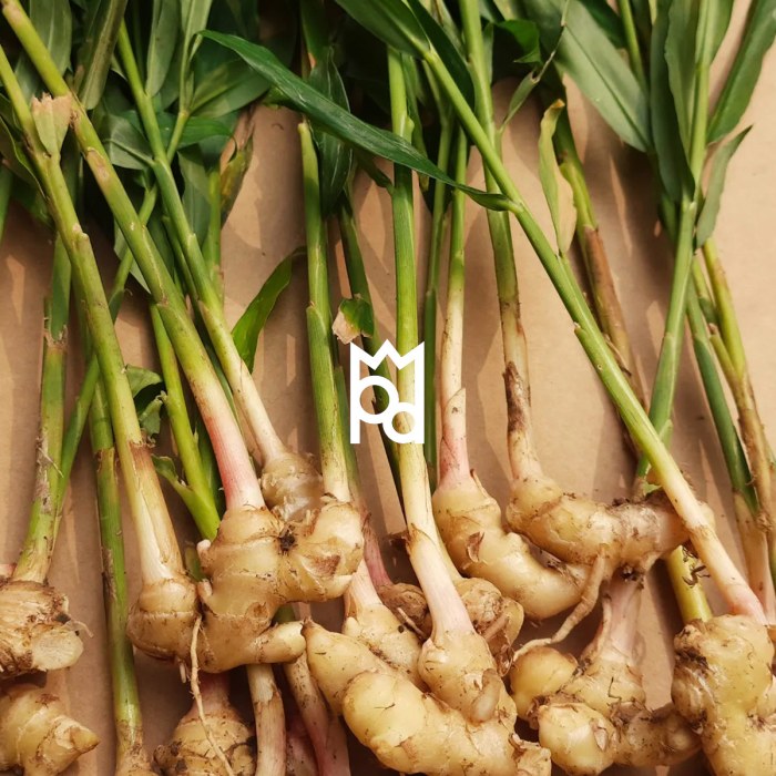 Lemongrass Ginger Herbal Tea — Lemon in Ginger Lemongrass Ginger Herbal Tea — Lemon in Ginger