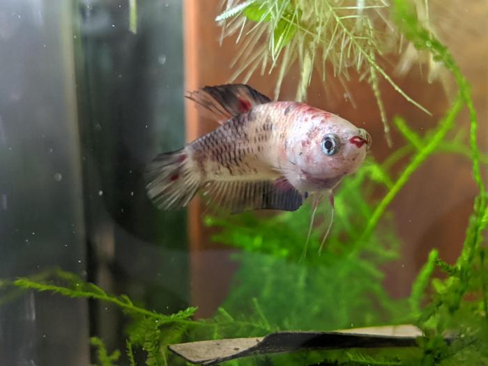 Guy Buys Ugly Betta Fish That Is So Neglected It Starts To Rot In ... Ikan cupang terjelek