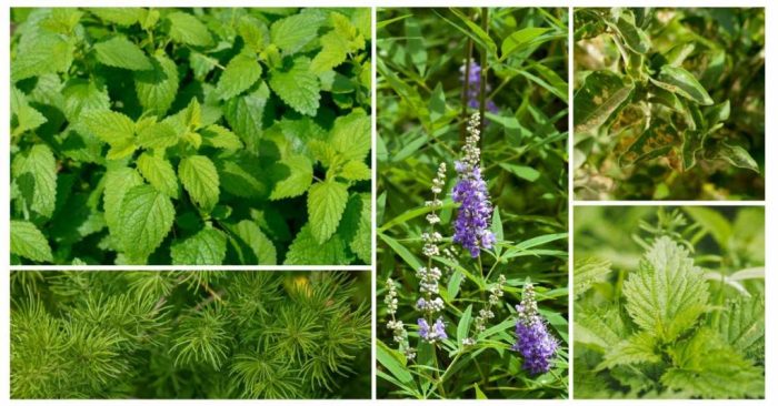 Women and herbs: Treating common problems with medicinal herbs and home ... Teh herbal untuk kesehatan wanita