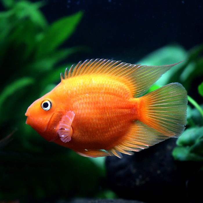 Marvel at the beauty of these stunning ornamental fish. Marvel at the beauty of these stunning ornamental fish.