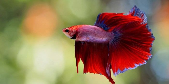 Premium Betta Fish for Sale - Nice Betta Thailand.CO.,LTD | Breeding ... Premium Betta Fish for Sale - Nice Betta Thailand.CO.,LTD | Breeding ...