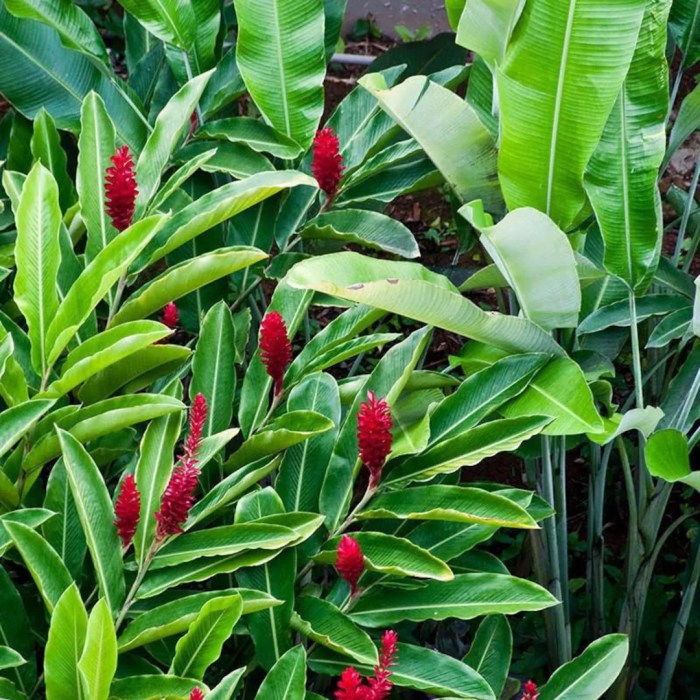 Red Ginger