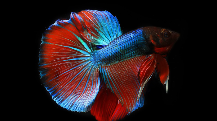 How Much Does a Betta Fish Cost – sharksinfo.com How Much Does a Betta Fish Cost – sharksinfo.com