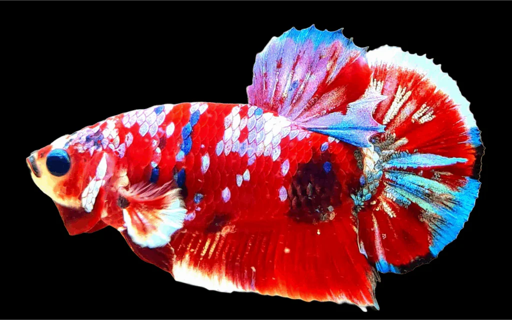 Top 7 Most Expensive Betta Fish Varieties – Tropicflow