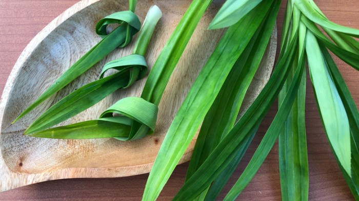 Manfaat daun pandan untuk kesehatan