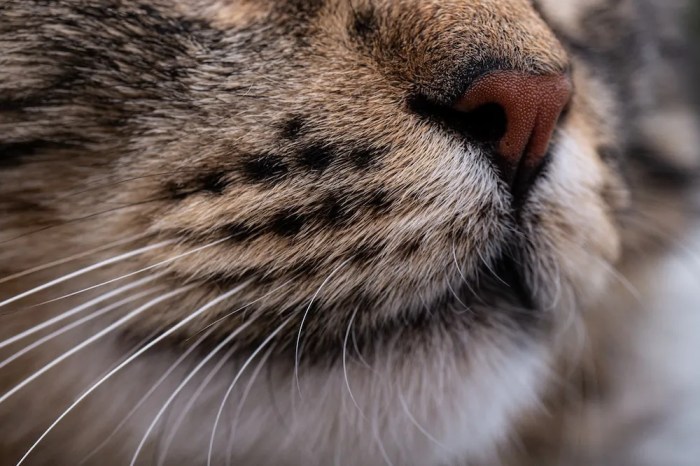 Cat S Whisker Leaf Flower Plant Stock Image - Image of flower, cats ... Cat S Whisker Leaf Flower Plant Stock Image - Image of flower, cats ...