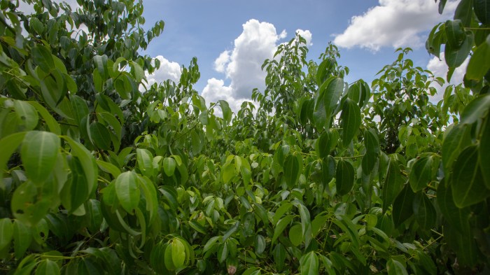 Cinnamon Tree