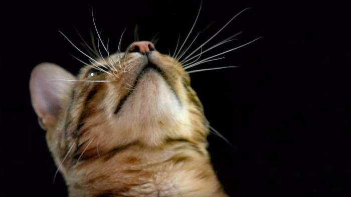 Inflamed Whisker Area | TheCatSite Daun kumis kucing digunakan untuk mengobati