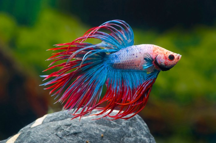 What Is the Most Expensive Type of Betta Fish? Harga ikan cupang