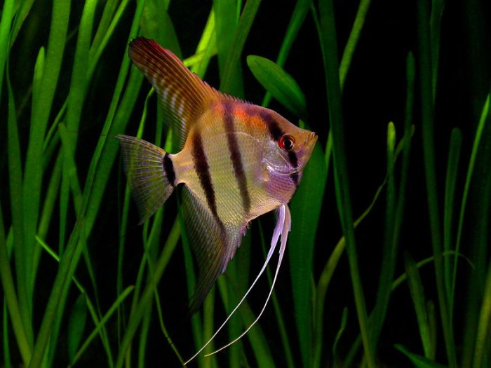 Ikan cupang hias