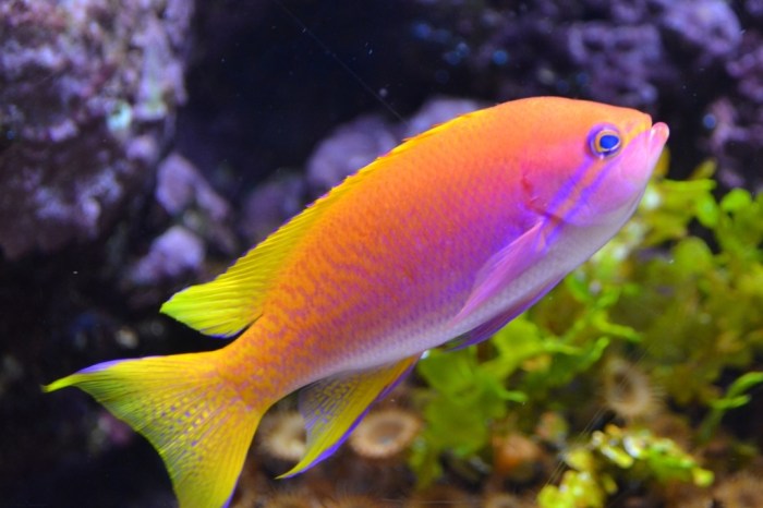 The History And Popularity Of Ornamental Fish Culture – Craftsmumship Ikan cupang hias
