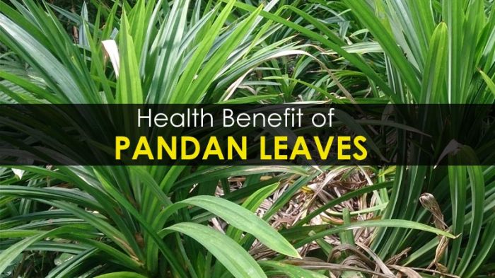 Manfaat daun pandan untuk kesehatan