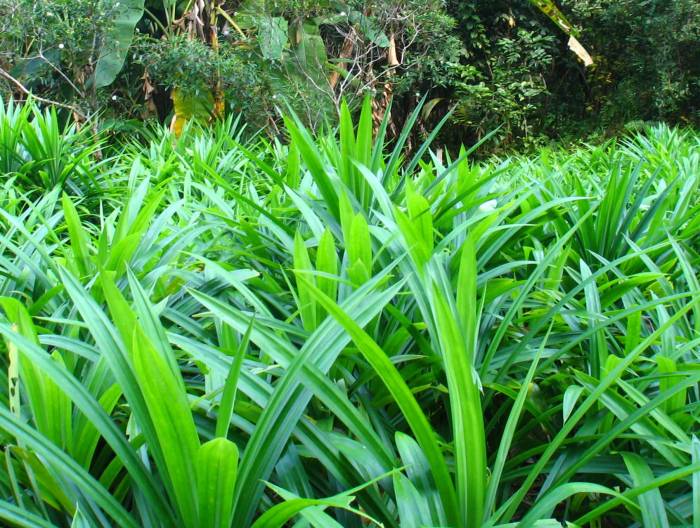 Top Benefits of Pandan Leaves for Health and Beauty - VegetaFruit