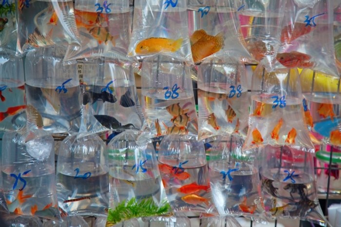 Betta fish shop - nicebettathailand.com Betta fish shop - nicebettathailand.com