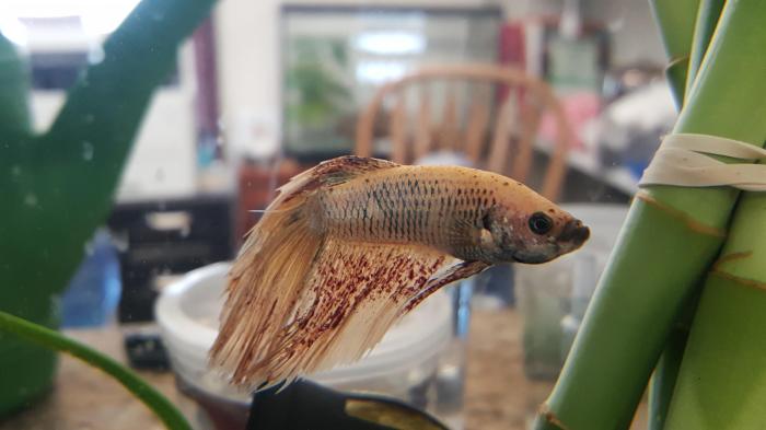 Ikan cupang terjelek