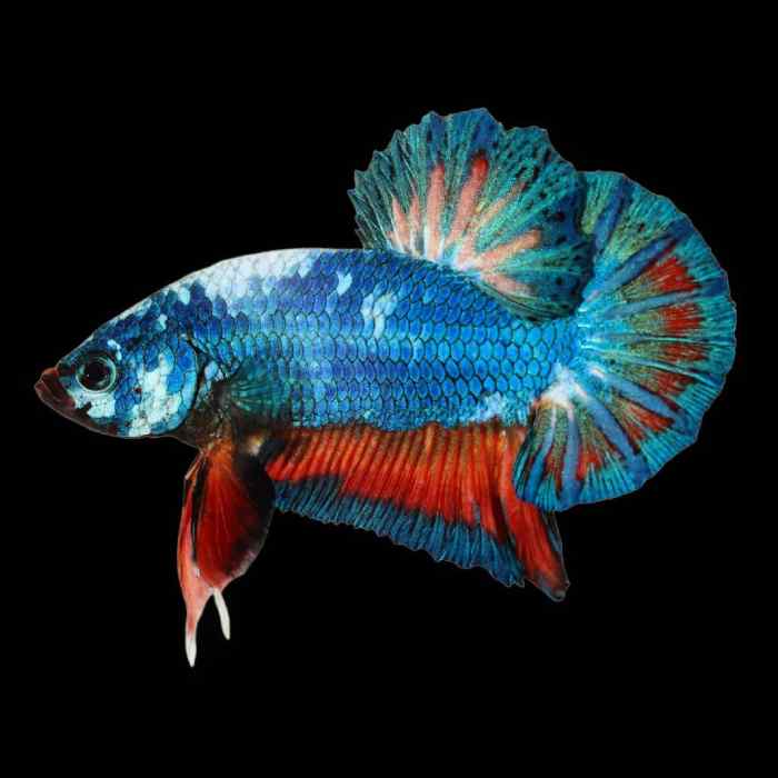 Plakat Betta - Planted Tank Mates Plakat Betta - Planted Tank Mates