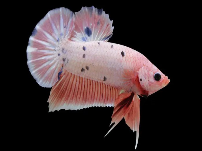 Plakat Betta - Fish Care Plakat Betta - Fish Care