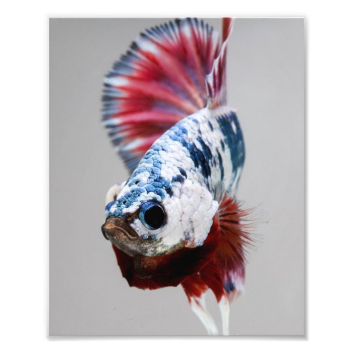Plakat Betta Fish. Popular Fish. Isolated on White Background. Stock ...