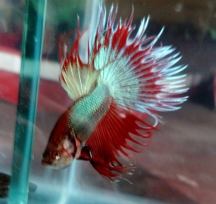 Everything You Need To Know About Betta Splendens Fish Everything You Need To Know About Betta Splendens Fish