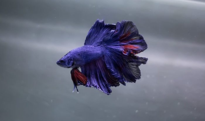Betta fish available for sale.... @JIBAN-EXOTIC_BETTAS - YouTube