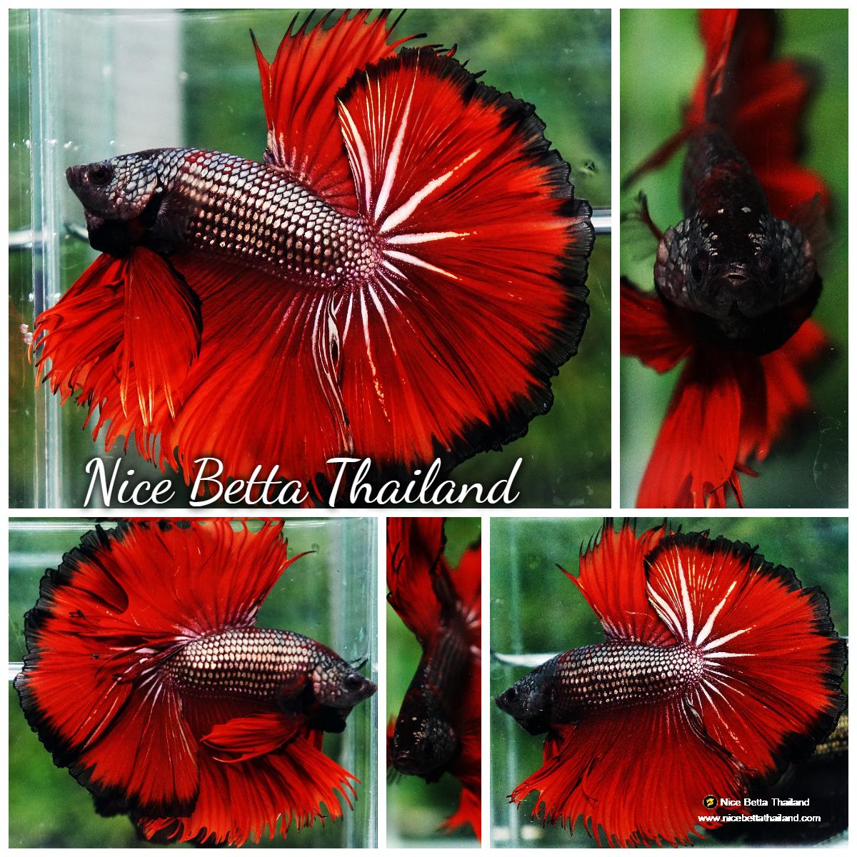 This fish store is amazing with their bettas : r/bettafish Toko ikan cupang terdekat