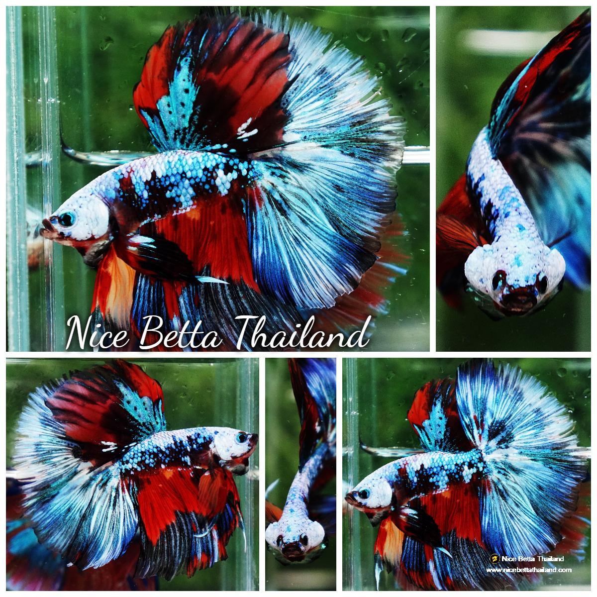 How my local fish store cares for their bettas. My dream tank. : bettafish