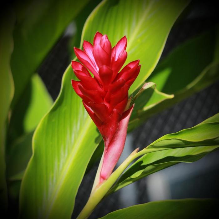 Jahe merah