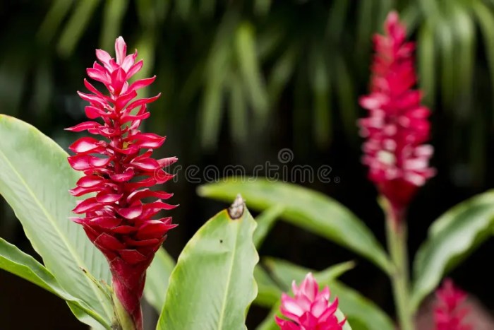 Jahe merah