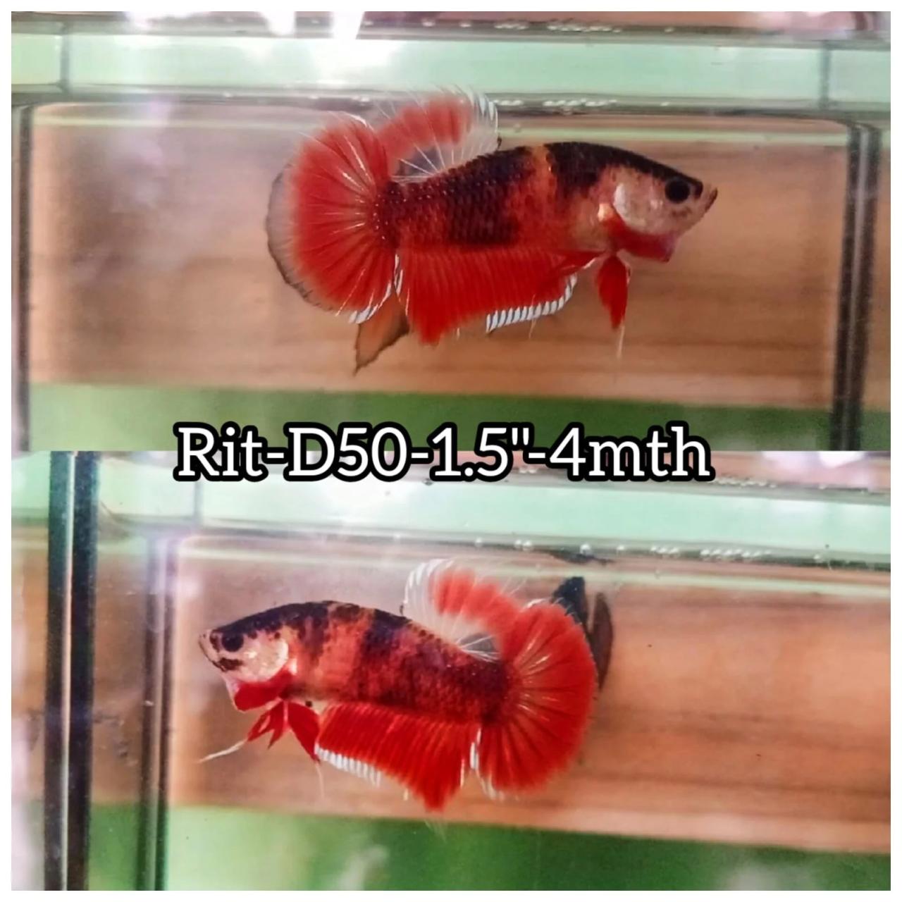 Ikan cupang plakat