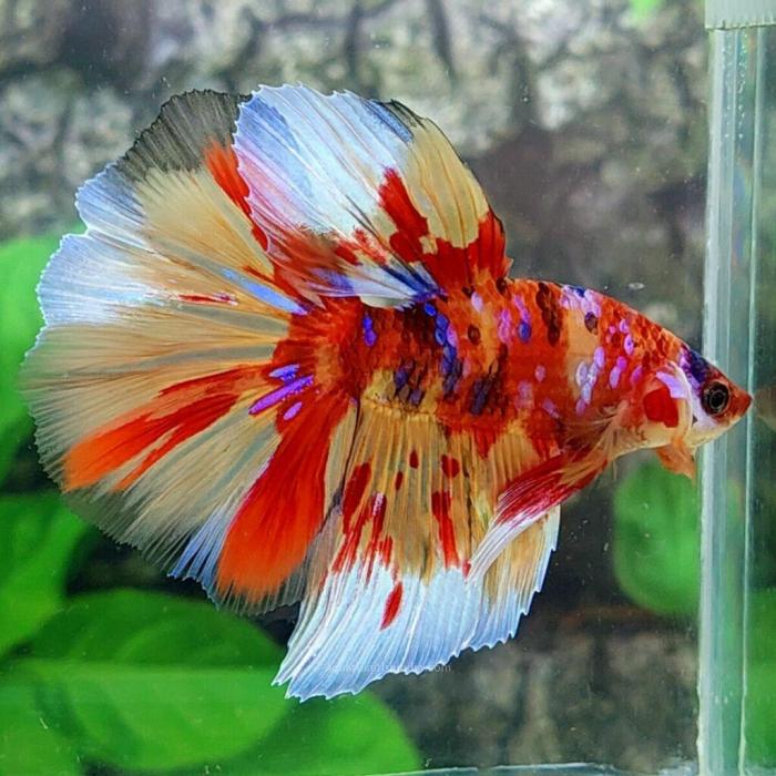 WHOLESALE BETTA FISH SALE NEW STOCK || BETTA FISH SALE - YouTube Jual ikan cupang terdekat