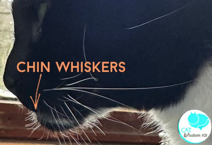 Cat’s Whiskers: A Garden Plant With Numerous Health Benefits | Dr Farrah MD Cat’s Whiskers: A Garden Plant With Numerous Health Benefits | Dr Farrah MD