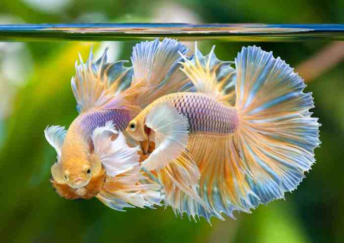 Blue Betta Fish Blue Betta Fish