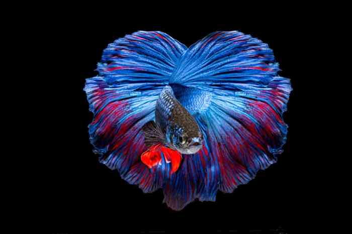 Most Expensive Betta Fish
