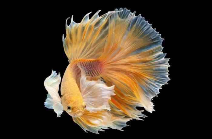 Jenis ikan cupang