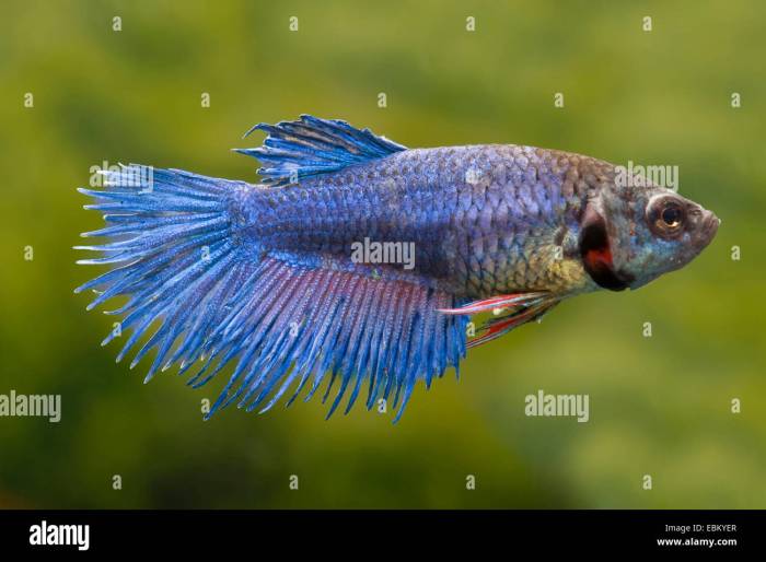 Siamese fighting fish, Siamese fighter (Betta splendens), female of the ...