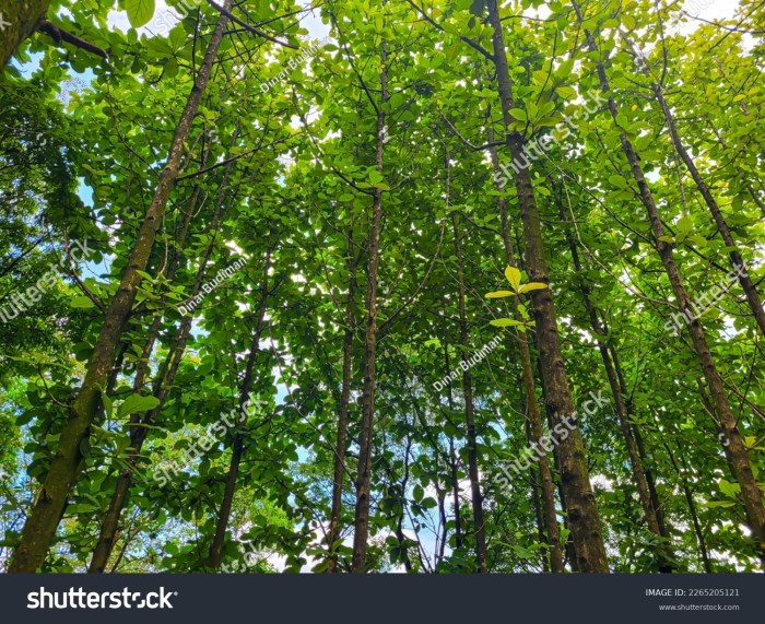 Teak Tree Pictures Gambar pohon jati belanda