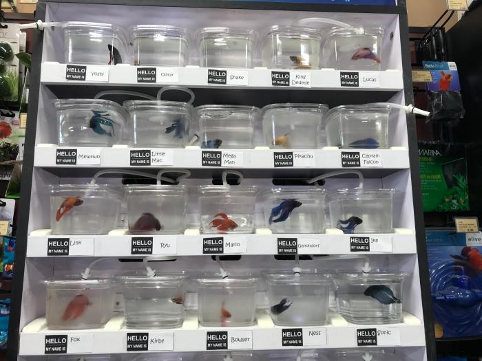 Betta fish shop - YouTube Betta fish shop - YouTube