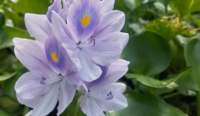 Water hyacinth and Fish Stock Photo - Alamy Water hyacinth and Fish Stock Photo - Alamy