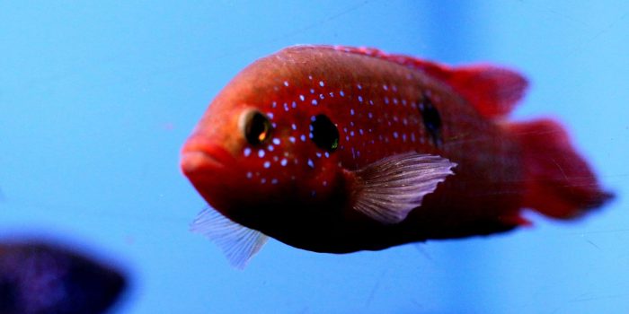 Ikan cupang hias