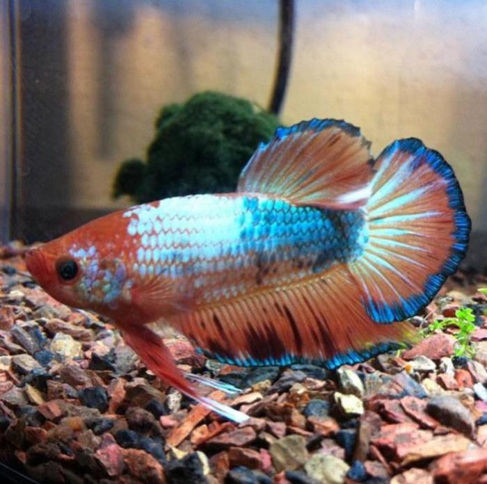Ikan cupang termahal