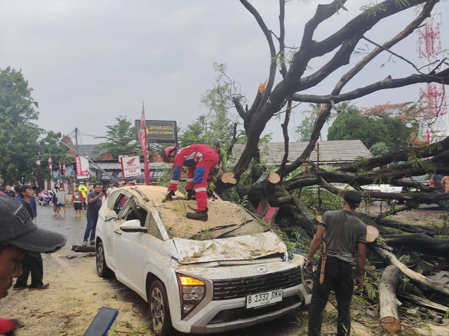 8 Pohon Tumbang Timpa Mobil dan Toko di Jaksel, BPBD DKI: 1 Orang Tewas