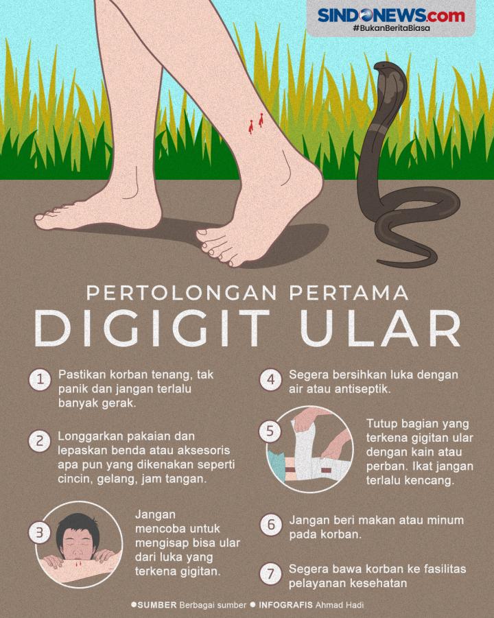 Ups.. Puskesmas Lebak Kebanjiran Pasien Gigitan Ular