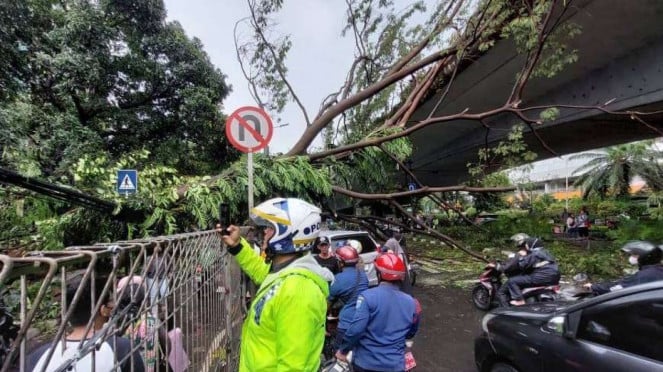 Hujan Deras dan Angin Kencang di Jaksel, Pengendara Lexus Tewas Tertimpa Pohon Tumbang.
