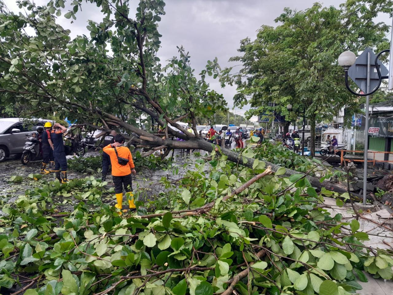 Hujan Deras dan Angin Kencang di Jaksel, Pengendara Lexus Tewas Tertimpa Pohon Tumbang. Hujan Deras dan Angin Kencang di Jaksel, Pengendara Lexus Tewas Tertimpa Pohon Tumbang.