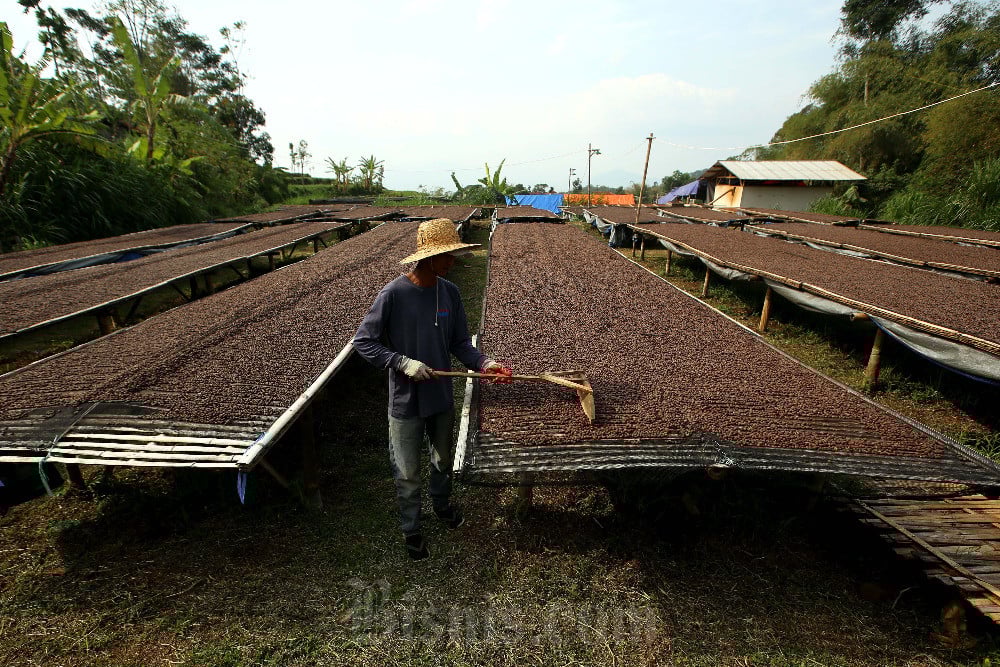 Harga Kopi Diproyeksi Turun Tahun Depan akibat Surplus Global Harga Kopi Diproyeksi Turun Tahun Depan akibat Surplus Global