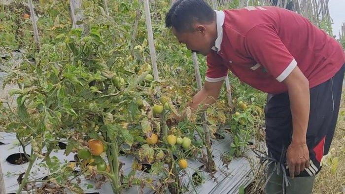 Awas Gagal Panen, Cuaca Ekstrem Mengancam di Akhir Tahun 2025. Awas Gagal Panen, Cuaca Ekstrem Mengancam di Akhir Tahun 2025.