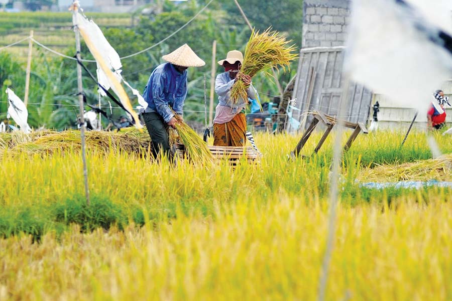 Cuaca Ekstrem, Risiko Gagal Panen Meningkat Jelang Akhir 2025